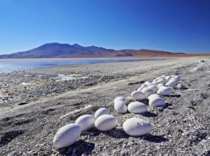 Bolivia, Potosi Departmant, Sur Lipez Province, Eduardo Avaroa Andean Fauna National Reserve Bolivia, Potosi Departmant, Sur Lipez Province, Eduardo Avaroa Andean Fauna National Reserve