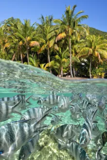 colorful fish and palm trees, a magical Mauritian mix, at Le Morne in the south coast colorful fish and palm trees, a magical Mauritian mix, at Le Morne in the south coast