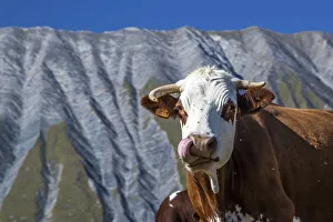 A very funny cow licking its chops in front of the French geological formation of A very funny cow licking its chops in front of the French geological formation of
