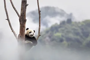 giant panda cub (Ailuropoda melanoleuca) climbing a tree in a panda base, Chengdu region giant panda cub (Ailuropoda melanoleuca) climbing a tree in a panda base, Chengdu region