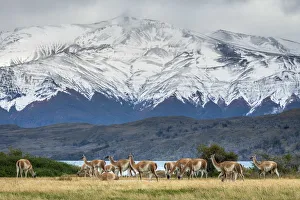 Guanaco herd in front of snowcapped mountains, Laguna Azul Guanaco herd in front of snowcapped mountains, Laguna Azul