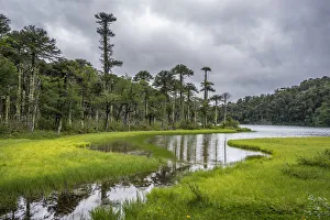 Lago del Toro amidst green Monkey Puzzle trees, Huerquehue National Park, Pucon, Araucania Lago del Toro amidst green Monkey Puzzle trees, Huerquehue National Park, Pucon, Araucania