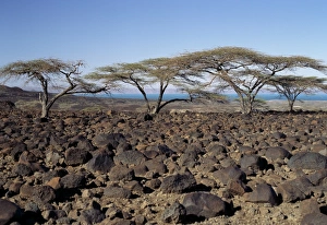 Lava boulders cover vast tracts of infertile land on Lava boulders cover vast tracts of infertile land on
