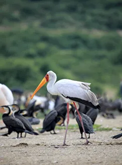 Marabou Stork (Leptoptilos crumeniferus), Queen Elizabeth National Park, Uganda, East Marabou Stork (Leptoptilos crumeniferus), Queen Elizabeth National Park, Uganda, East