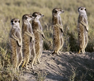 A pack of meerkats on the edge of the Ntwetwe salt A pack of meerkats on the edge of the Ntwetwe salt
