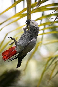 This parrot is known as the 'Papa Gaio do Principe' This parrot is known as the 'Papa Gaio do Principe'