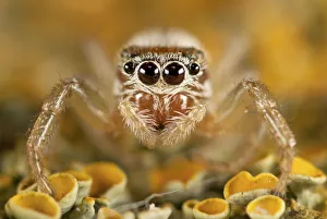 Portrait of Jumping Spider (Icius subinermis) photographed on a lichen (Xanthoria Portrait of Jumping Spider (Icius subinermis) photographed on a lichen (Xanthoria