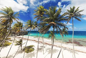 Tall palm trees lean over the white sands of Bottom Bay beach, in Barbados Tall palm trees lean over the white sands of Bottom Bay beach, in Barbados