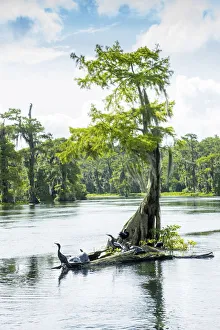 USA, Florida, Wakulla Springs State Park, Wakulla County, Wakulla River, Carries The USA, Florida, Wakulla Springs State Park, Wakulla County, Wakulla River, Carries The