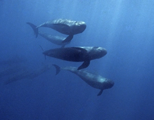 8 false-killer whales chasing school of black skip-jack tuna. (Pseudorca crassidens) 8 false-killer whales chasing school of black skip-jack tuna. (Pseudorca crassidens)