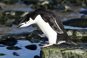 Adult chinstrap penguin (Pygoscelis antarctica) returning from the sea to feed its chicks Adult chinstrap penguin (Pygoscelis antarctica) returning from the sea to feed its chicks
