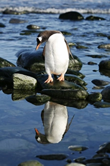 Adult gentoo penguin (Pygoscelis papua) returning from the sea reflected in a tidepool Adult gentoo penguin (Pygoscelis papua) returning from the sea reflected in a tidepool