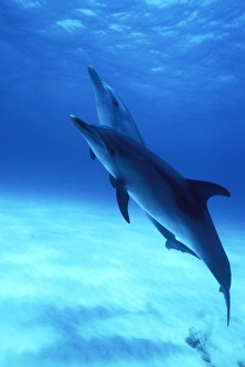Atlantic Spotted Dolphins (Stenella frontalis) underwater on the Little Bahama Banks Atlantic Spotted Dolphins (Stenella frontalis) underwater on the Little Bahama Banks