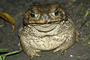 Cururu toad (Bufo paracnemis) at night, southern Pantanal, Mato Grosso do Sul, Brazil Cururu toad (Bufo paracnemis) at night, southern Pantanal, Mato Grosso do Sul, Brazil