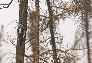 A Downy Woodpecker searches vainly for food in a burnt out forest neasr Fairbanks Alaska A Downy Woodpecker searches vainly for food in a burnt out forest neasr Fairbanks Alaska