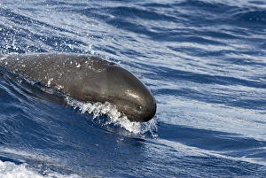 False killer whale (pseudorca crasidens). A false killer whale surges powerfully down the False killer whale (pseudorca crasidens). A false killer whale surges powerfully down the