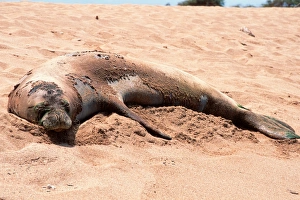 Hawaiian monk seal, (Monachus schauinslandi), Poipu Beach, Kauai, Hawaii (N. Pacific) Hawaiian monk seal, (Monachus schauinslandi), Poipu Beach, Kauai, Hawaii (N. Pacific)