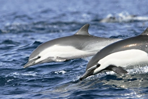 Short-beaked common dolphin pair (Delphinus delphis) leaping next to each other off the Short-beaked common dolphin pair (Delphinus delphis) leaping next to each other off the