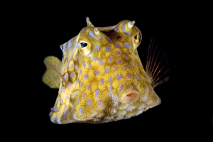 Thornback cowfish, Lactoria fornasini, Sabang wreck, Puerto Galera, Mindoro, Philippines Thornback cowfish, Lactoria fornasini, Sabang wreck, Puerto Galera, Mindoro, Philippines