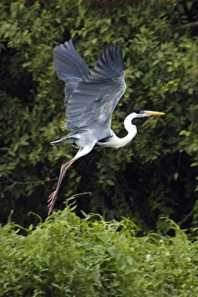 White-necked heron (aka cocoi heron or maguari), Ardea cocoi, flying, southern Pantanal White-necked heron (aka cocoi heron or maguari), Ardea cocoi, flying, southern Pantanal