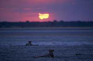 Africa Animals Sunset Landscape Africa Animals Sunset Landscape