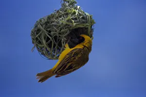 Birds Africa Dominant Blue Animals Birds Sky Blue Birds Africa Dominant Blue Animals Birds Sky Blue