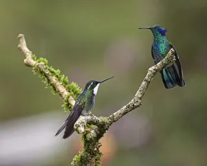 A male Green Violetear Hummingbird and a male Grey-tailed or Gray-tailed Mountaingem A male Green Violetear Hummingbird and a male Grey-tailed or Gray-tailed Mountaingem