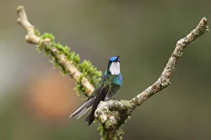 A male White-throated Mountain-gem Hummingbird perched on a branch in the Savegre River A male White-throated Mountain-gem Hummingbird perched on a branch in the Savegre River