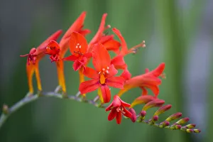 Montbretia, Crocosmia 'Lucifer', branched spike with emerging showy funnel-shaped red Montbretia, Crocosmia 'Lucifer', branched spike with emerging showy funnel-shaped red