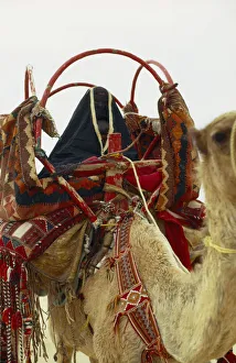 Qatar, General, Bedouin family moving camp. Woman on camel showing leather saddle Qatar, General, Bedouin family moving camp. Woman on camel showing leather saddle