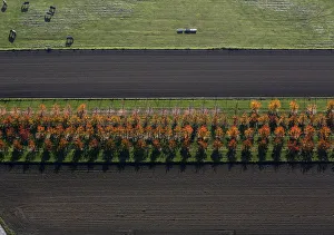 An aerial view shows a field with deciduous trees on a sunny autumn day in Recklinghausen An aerial view shows a field with deciduous trees on a sunny autumn day in Recklinghausen