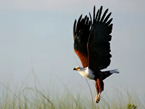 African fish eagle flies in Okavango, Botswana African fish eagle flies in Okavango, Botswana