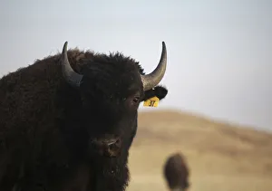 An American bison stands in the grasslands of the Janos Biosphere Reserve in Janos An American bison stands in the grasslands of the Janos Biosphere Reserve in Janos