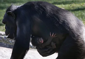 A baby chimpanzee holds onto its mother as she walks around their enclosure at Sydney' A baby chimpanzee holds onto its mother as she walks around their enclosure at Sydney'