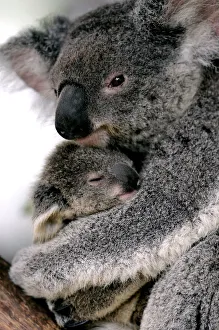 A baby koala named 'Cooee' is held by its mother at Sydneys Taronga Zoo A baby koala named 'Cooee' is held by its mother at Sydneys Taronga Zoo