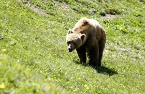 Bear Napa walks on a meadow at the Arosa Baerenland sanctuary in the mountain resort of Bear Napa walks on a meadow at the Arosa Baerenland sanctuary in the mountain resort of