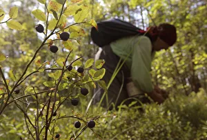 A Belarussian woman gathers blueberries in a marsh near the village of Borki A Belarussian woman gathers blueberries in a marsh near the village of Borki