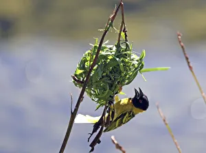 A bird makes a nest near Diani Beach on the Indian Ocean coast of Kenya A bird makes a nest near Diani Beach on the Indian Ocean coast of Kenya