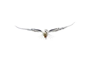A black-winged kite hovers as it hunts at the Hula Lake Ornithology and Nature Park A black-winged kite hovers as it hunts at the Hula Lake Ornithology and Nature Park