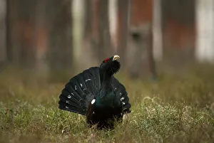 Capercaillie is seen at the mating ground in a forest near the village of Vyganashchy Capercaillie is seen at the mating ground in a forest near the village of Vyganashchy