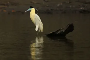 A capped heron is seen at the Maranon river in Peru's Pacaya Samiria National Reserve A capped heron is seen at the Maranon river in Peru's Pacaya Samiria National Reserve