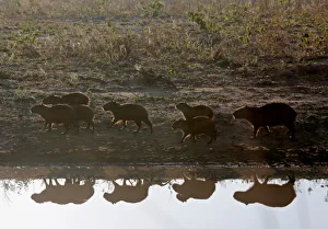 Capybaras are seen next to the road during prolonged drought conditions near San Rafael Capybaras are seen next to the road during prolonged drought conditions near San Rafael