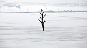A dead tree is seen amid the frozen water of the Nove Mlyny dam near the city of Hustopece A dead tree is seen amid the frozen water of the Nove Mlyny dam near the city of Hustopece