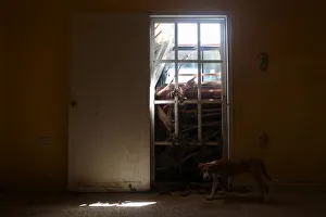 A dog stand inside an abandoned house whose door is blocked by mud and a car, in Utuado A dog stand inside an abandoned house whose door is blocked by mud and a car, in Utuado