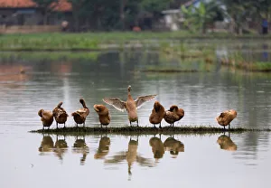Ducks dry off while standing on some high ground in a pond in Bekasi, West Java province Ducks dry off while standing on some high ground in a pond in Bekasi, West Java province