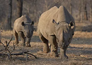 An endangered east African black rhino and her young one walk in Tanzania's Serengeti An endangered east African black rhino and her young one walk in Tanzania's Serengeti