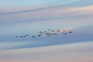 A flock of Canda geese fly at dusk over the Piermont Marsh along the Hudson River in A flock of Canda geese fly at dusk over the Piermont Marsh along the Hudson River in