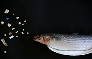 A grey mullet is shown next to microplastic found in Hong Kong waters during a Greenpeace A grey mullet is shown next to microplastic found in Hong Kong waters during a Greenpeace