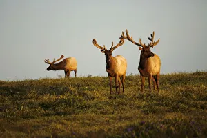 A group of tule elk stand on a hillside in Point Reyes National Seashore A group of tule elk stand on a hillside in Point Reyes National Seashore