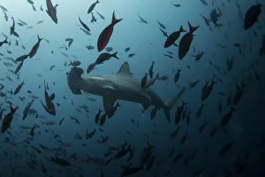 A hammerhead shark swims close to Wolf Island at Galapagos Marine Reserve A hammerhead shark swims close to Wolf Island at Galapagos Marine Reserve